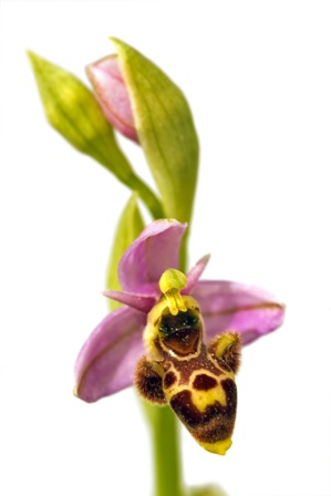 Orchid or Insect